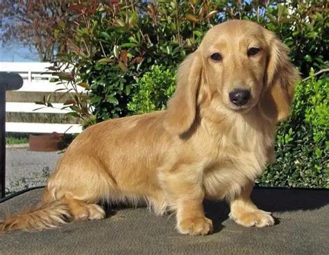 Long haired dachshund for sale near me - Age: 9 Weeks | Ready to leave: Now. Miniature Dachshund puppy, rare Isabella and Tan colour, last in litter and ready to go now to her loving home. She's now 9.5 weeks old and is a healthy and fun loving little thing. She is currently being socialised and is happy to live both with other dogs and cats. She...